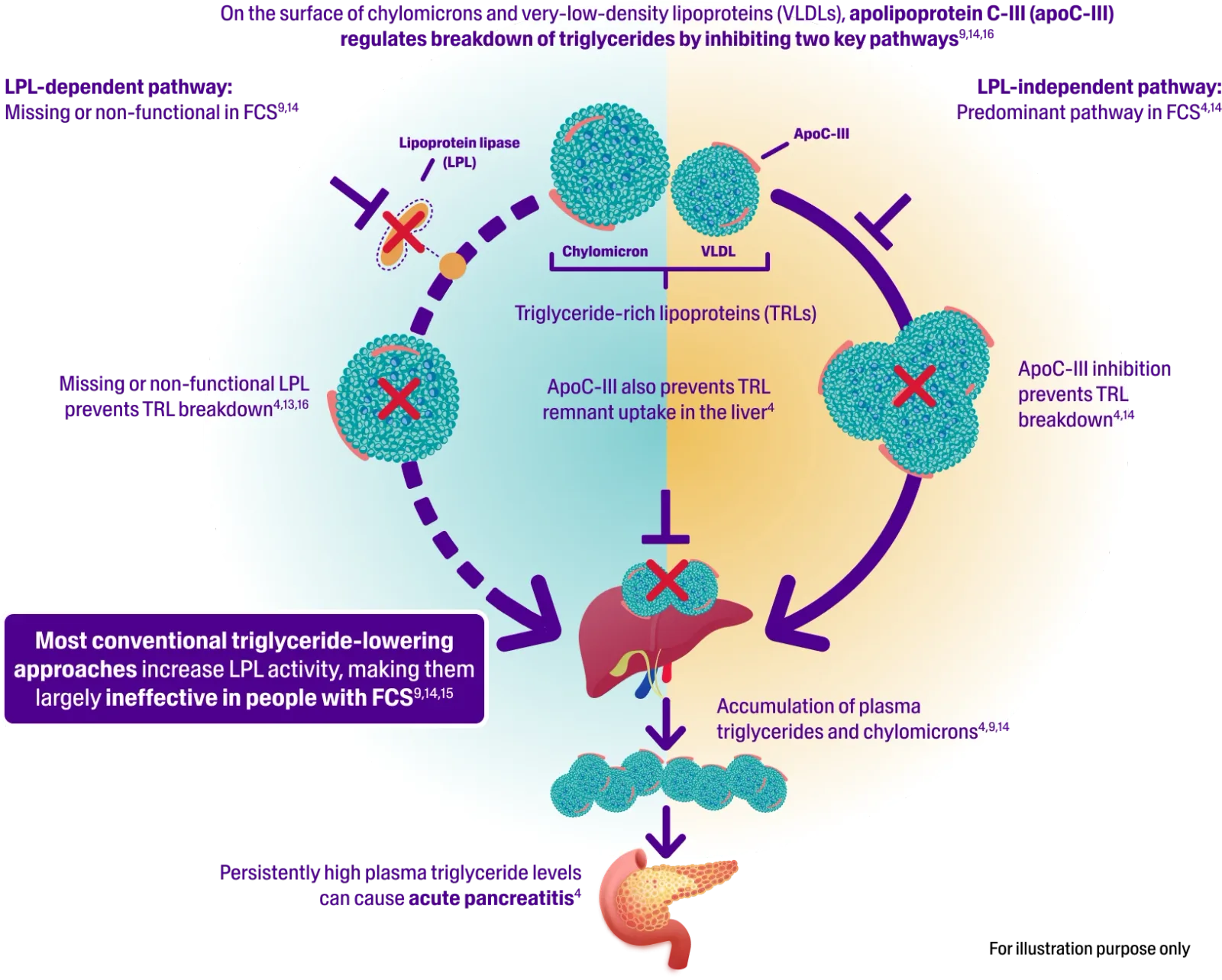 Diagram showing how apolipoprotein C-III inhibits triglyceride breakdown in Familial Chylomicronaemia Syndrome, highlighting lipoprotein lipase-dependent and -independent pathways, leading to high plasma triglycerides and increased risk of acute pancreatitis.