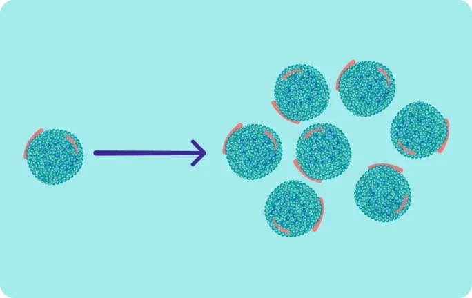 Illustration of additional dietary chylomicrons that cannot be cleared by the body due to high triglyceride levels.