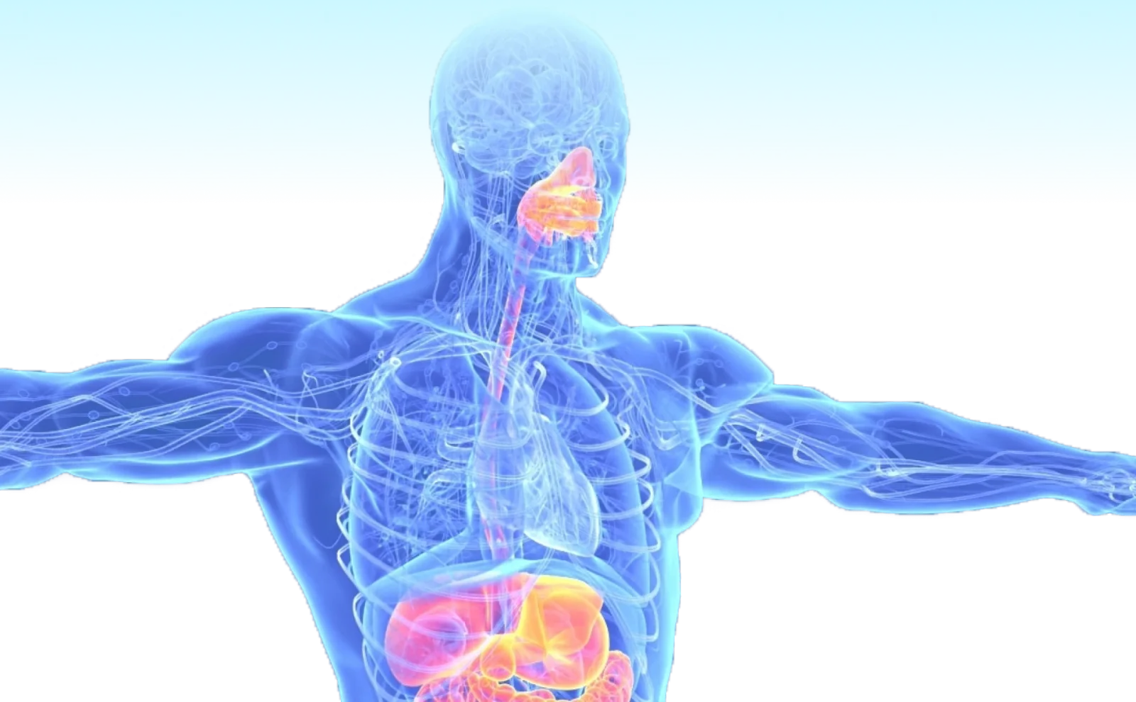 Medical illustration of a translucent human torso with critical organs highlighted.