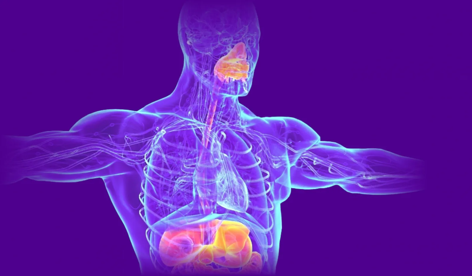 Medical illustration of a translucent human torso with critical organs highlighted.